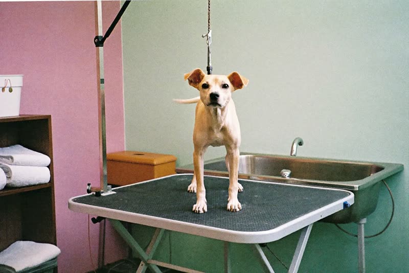 A tidy grooming room with a table and bath