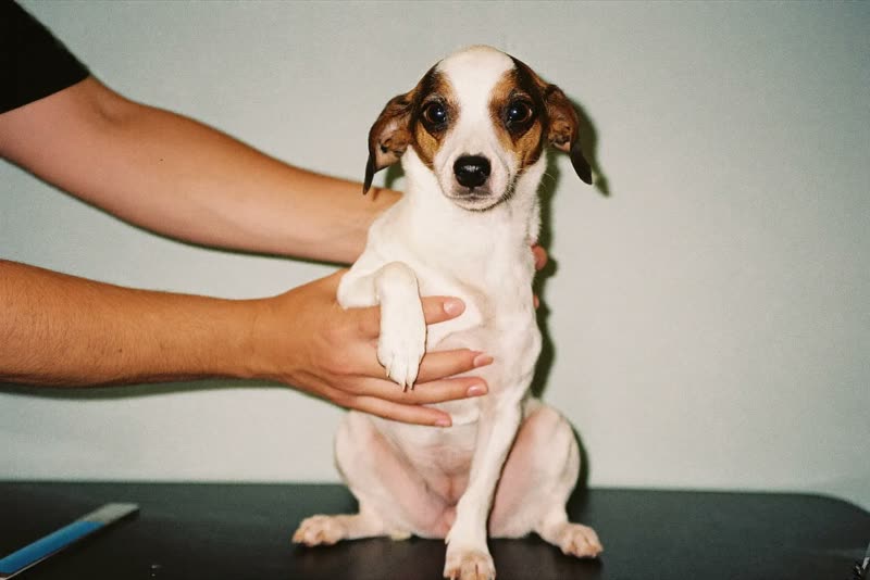Hands steadying a small dog on a grooming table