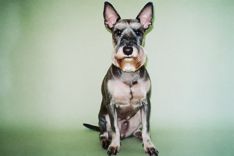 A freshly groomed schnauzer sitting upright