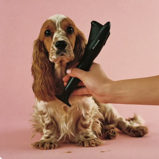 A spaniel having its coat clipped by hand