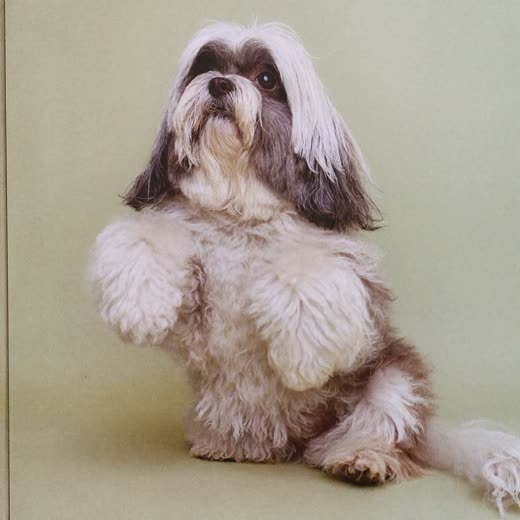 A fluffy cavapoo being blow dried