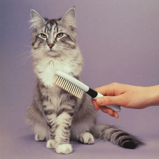 A long-haired cat being brushed